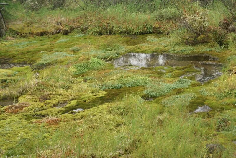 В исследованной воде из местного болота. Низинные (эвтрофные) болота. Болото трясина Топь. Головин художник Болотная Топь. Болото трясина Топь России.