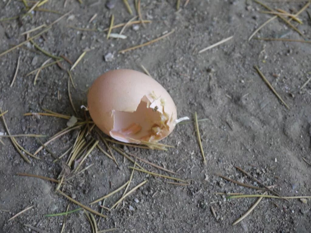 К чему снятся яйца куриные сырые разбитые. Снились яйца. Куриные яйца во сне. Сон яйцо скорлупа. Яйцо для сна.