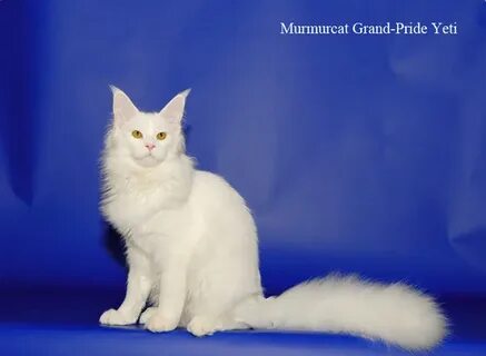 Однотонный окрас кошек