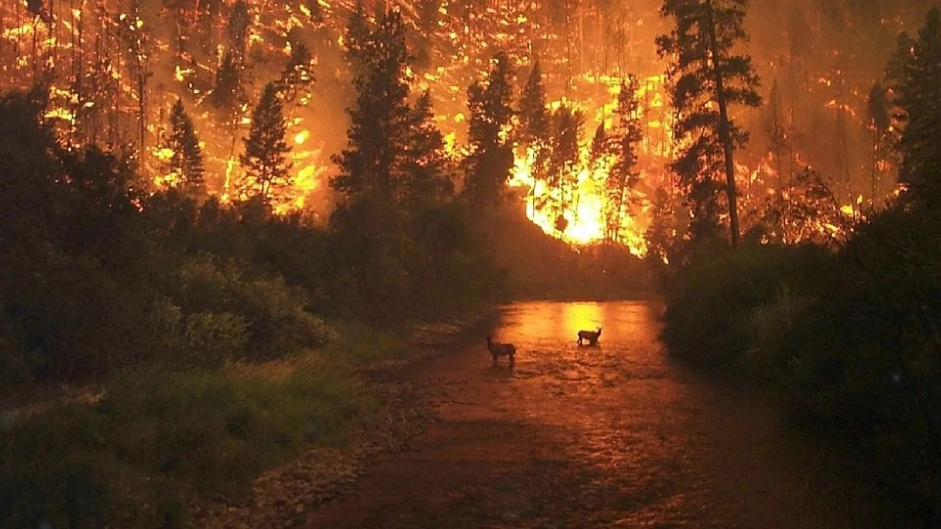 Загорается вдали. Горящий лес. Пожар на природе. Лесные пожары. Лес в огне.