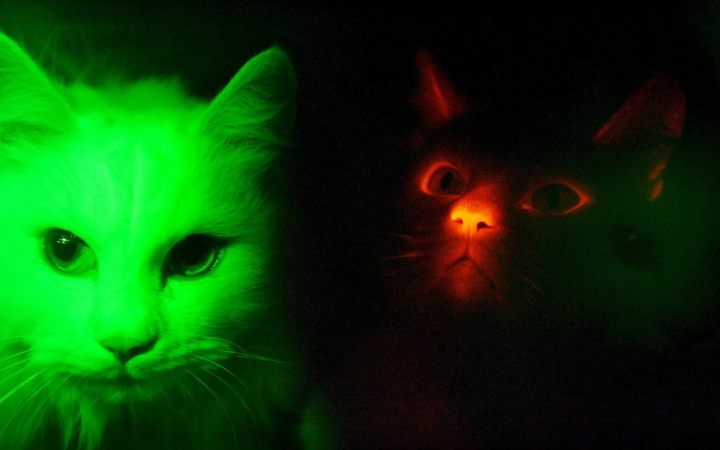 Светящиеся коты. Флуоресцентные коты. Кошки светящиеся в темноте. Коты воители фиолетовая звезда. Кошка светится в темноте.