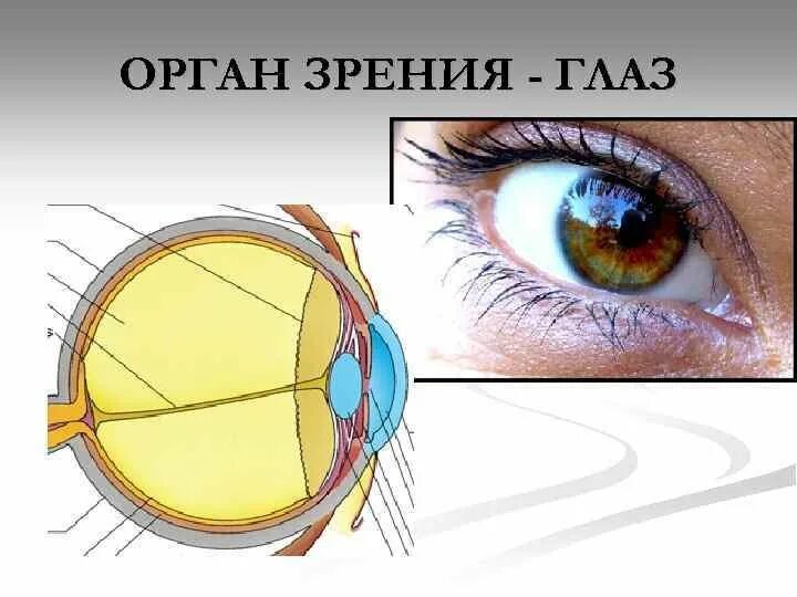 Зрительные органы чувств. Орган зрения. Глаза орган зрения. Строение органа зрения. Орган зрения строение глаза.