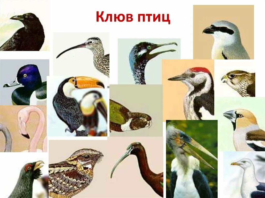 Костные птицы примеры. Клювы птиц. Разнообразие клювов птиц. Разная форма клювов. Клювы птиц для детей.