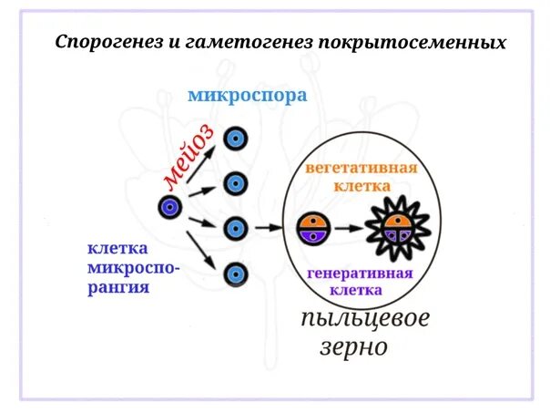 Схема спорогенеза и гаметогенеза у растений. Микроспорогенез у покрытосеменных растений. Спорогенез и гаметогенез. Спорогенез у цветковых растений.