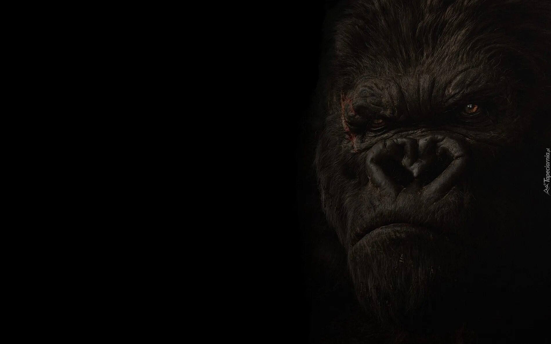 кинг-конг остров черепа 2005. кинг конг 2005 конг. кинг конг 2005 питер джексон. Black king kong. конг остров черепа 2017 постер.