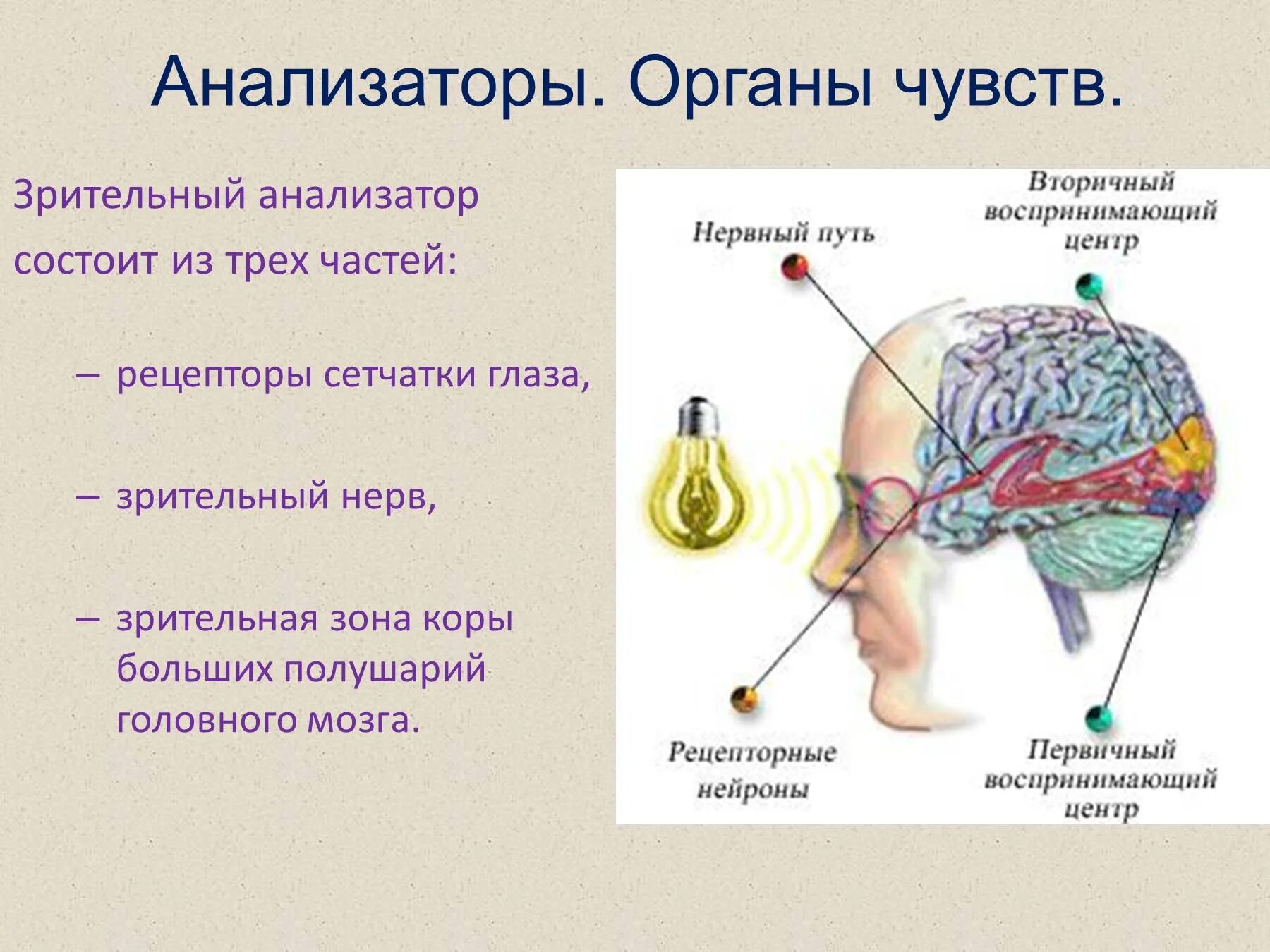 Рецепторы органов чувств зрительного анализатора. Органы чувств анализаторы слуховой анализатор. Зрительный анализатор строение и функции биология 8 класс. Принцип работы органов чувств и анализаторов. Биология 8 класс органы чувств анализаторы