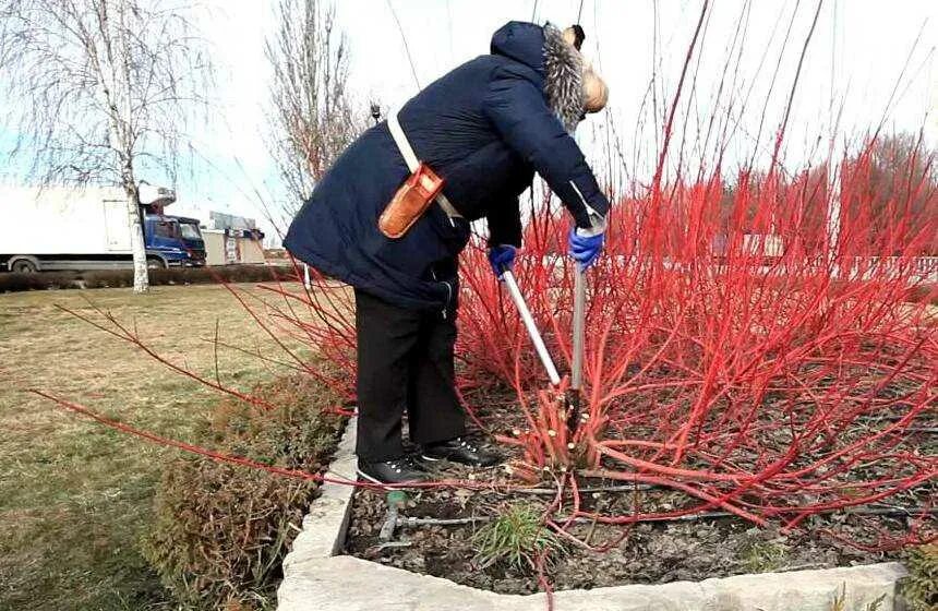 Обрезка дерена Элегантиссима. Дерен Живая изгородь. Дерен белый топиарная стрижка. Дерен топиарная стрижка.