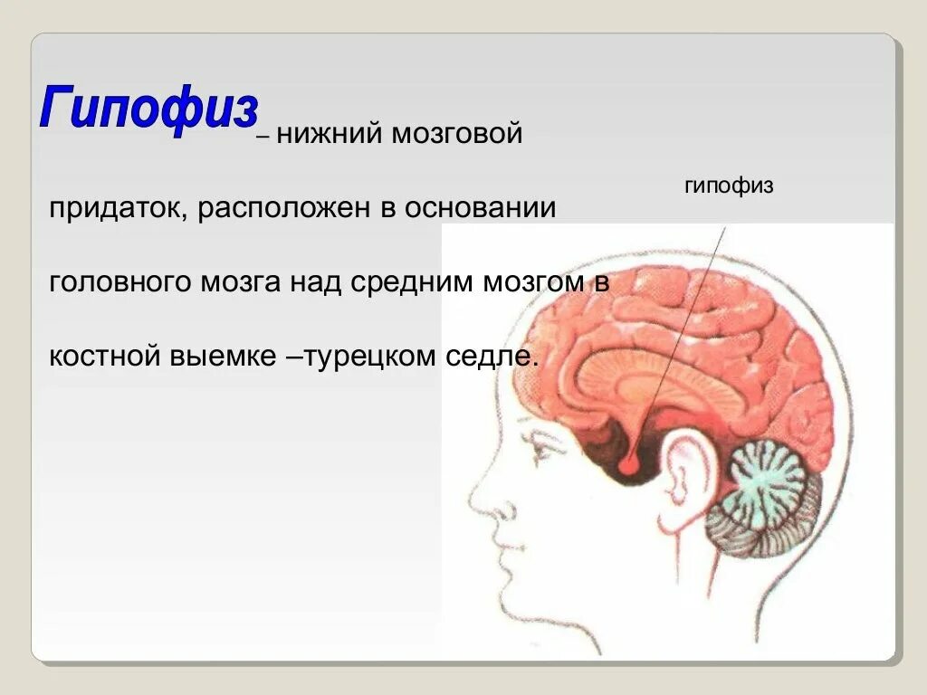 Гипофиз где находится у человека. Гипофиз где находится у человека фото. Какой отдел головного мозга связан с гипофизом. Краткая информация о гипофизе.