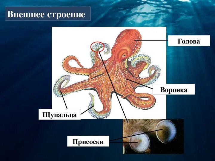 Внешнее строение головоногих. Головоногие моллюски внешнее строение. Внешнее строение головоногих моллюсков. Головоногие моллюски строение 7 класс биология.