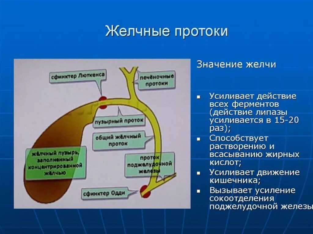 Строение желчевыводящих путей. Строение желчного пузыря и желчевыводящих путей. Схема желчевыводящих путей. Движение желчи в организме схема.