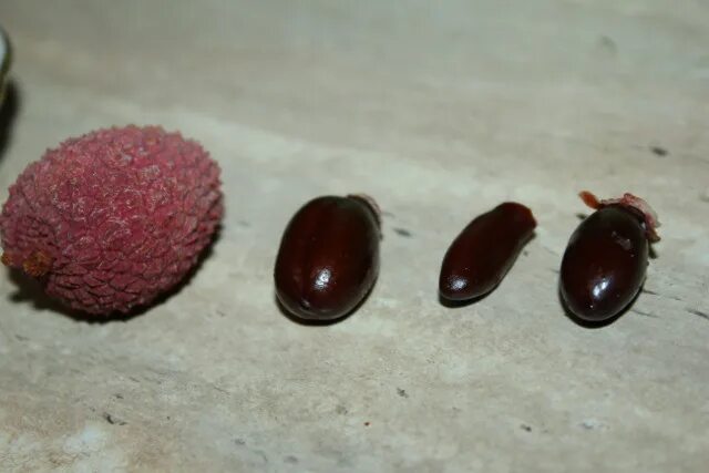 Как вырастить семена личи. Семена личи прорастить. семена личи. личи из косточки. как растет личи.