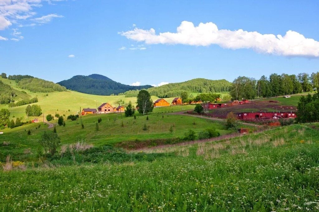 Золотая долина алтая. Погода в зеленом лугу алтайский край. Май поле панорама. Картинка алтайскийские луга. Зеленый дол пензенская область.