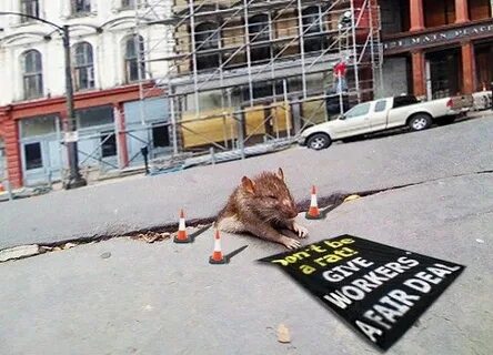 Крыс 24
