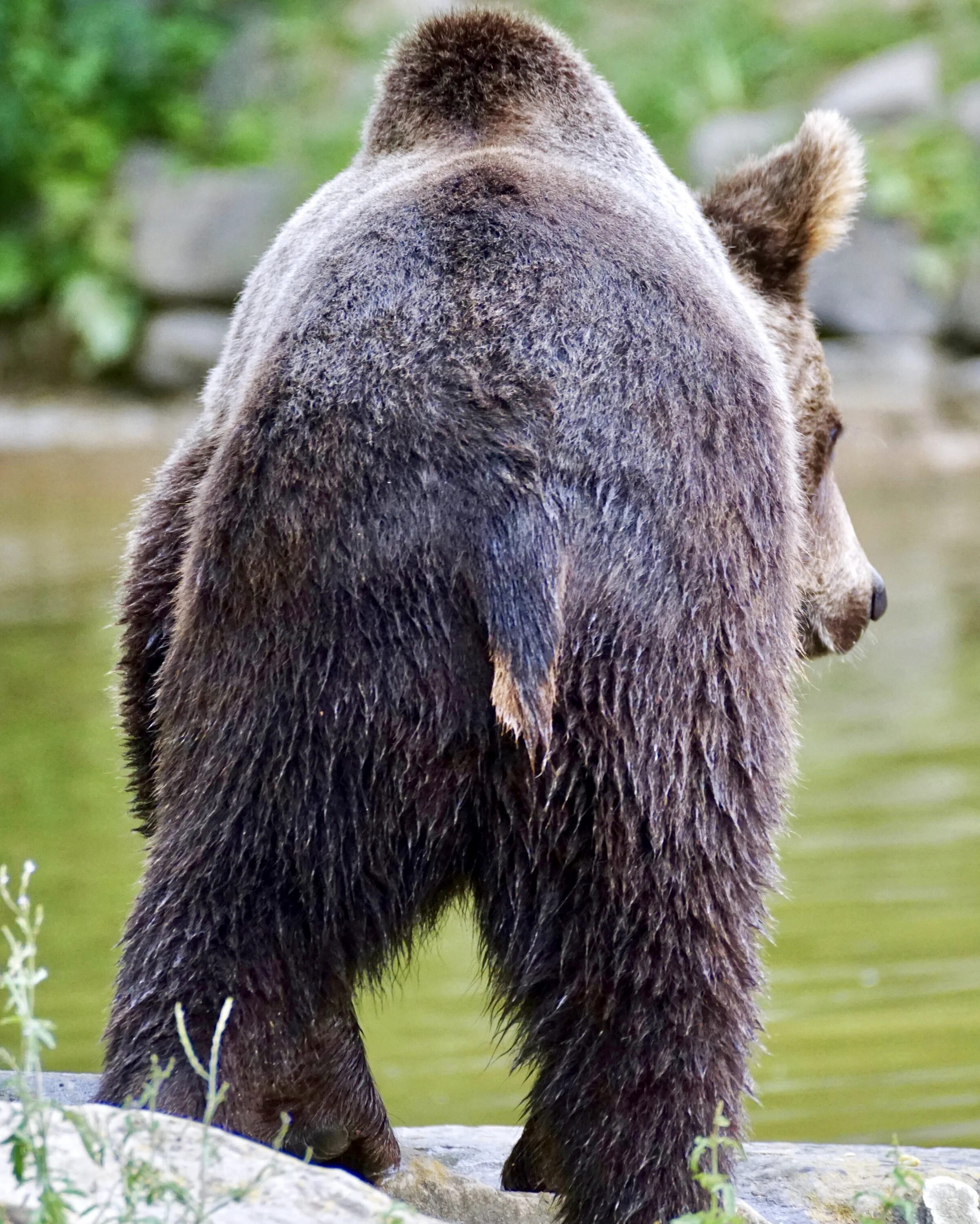 Bear s eye. Бурый медведь хвост. Медвежий хвост. У медведя есть хвост. Хвостик медведя.