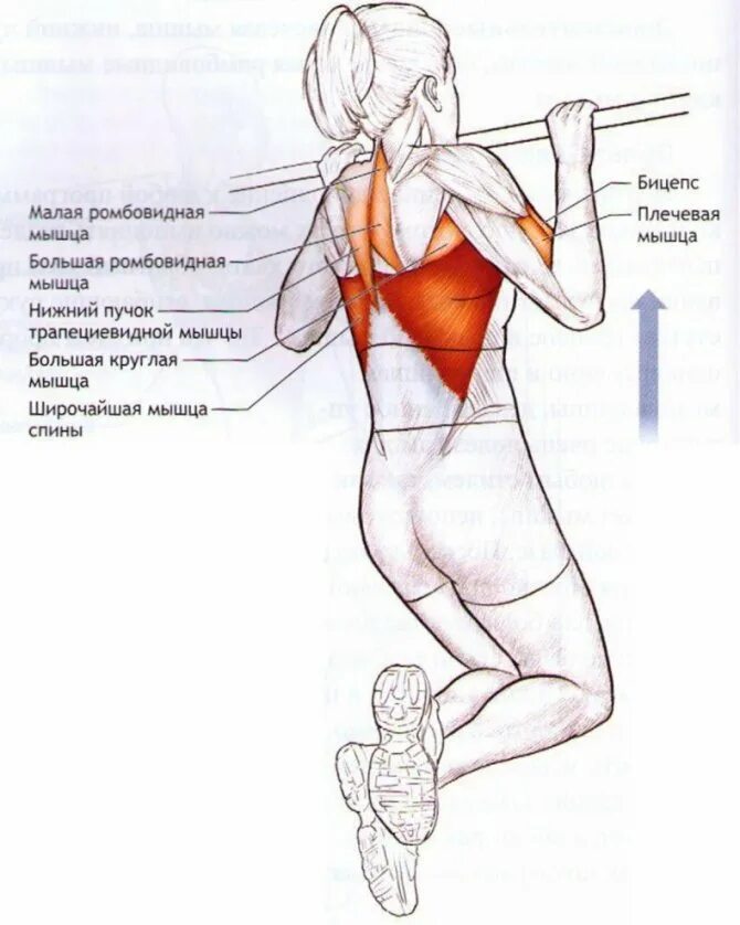 Ромбовидная мышца спины упражнения. Упражнения на ромбовидные мышцы спины. Подтягивания мышцы задействованы. Турник мышцы задействованы. Мышцы задействованные при подтягивании.