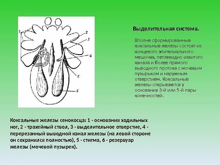 Зеленые железы функции. Выделительная система система членистоногих. коксальные железы. коксальные железы и мальпигиевы сосуды. выделительные железы.