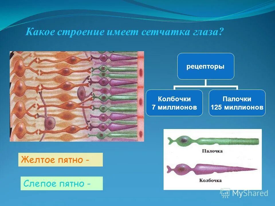 строение глаза с желтым и слепым пятном. образуют желтое пятно палочки или колбочки. желтое пятно колбочки. колбочки. жёлтое пятно сетчатки колбочки палочки.