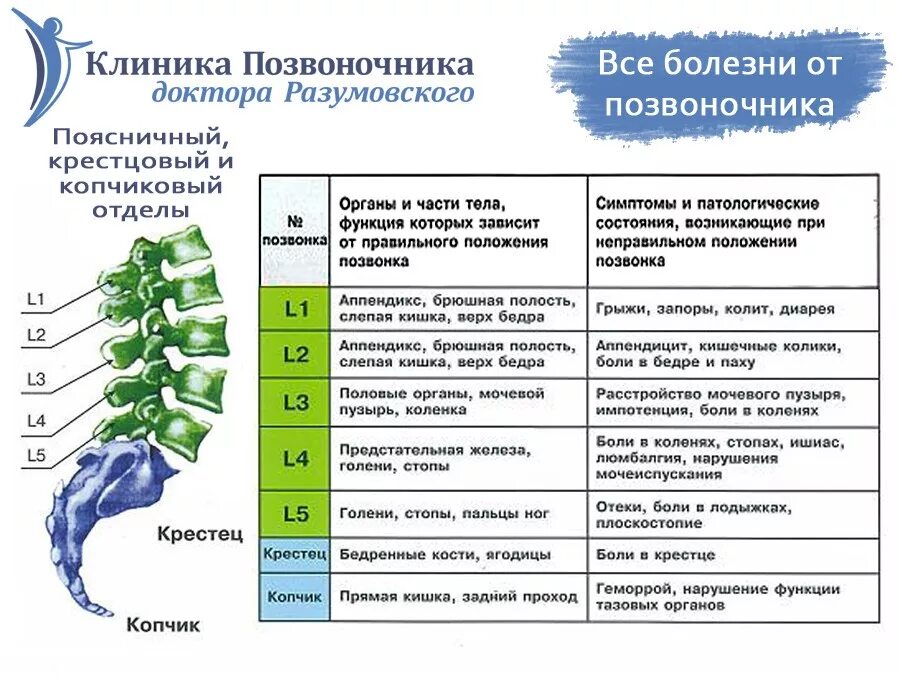 Поясничный отдел l1. L2 позвонок поясничного отдела. l1-l2 позвоночника за что отвечает. l1-s1 какие позвонки отдела позвоночника. размер позвонков l1-l4.