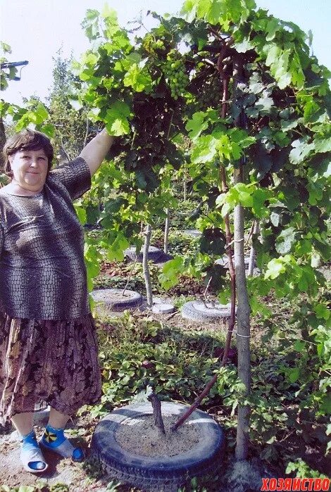Штамбовая формировка винограда. Виноград на штамбе. Высокоштамбовая кордонная формировка винограда. Формировка кустов винограда. Штамбовый виноградный куст.