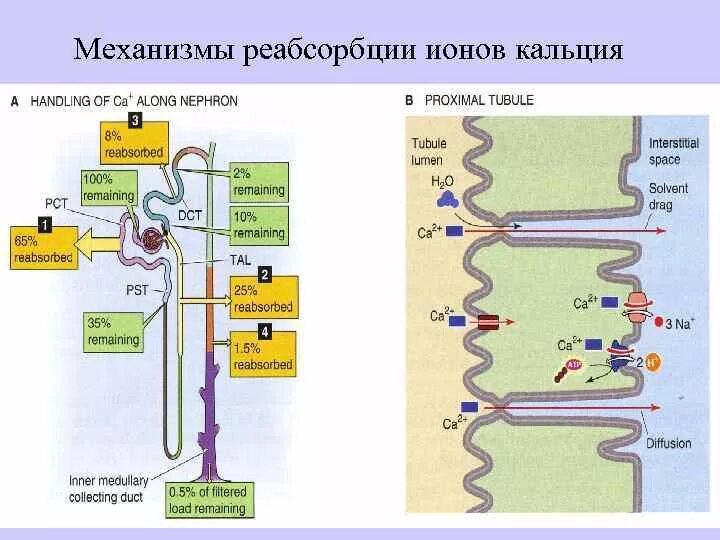 Транспорт белка происходит. Механизм реабсорбции в канальцах почек. Механизм реабсорбции ионов натрия. Секреция и реабсорбция в нефроне схема. Механизм реабсорбции кальция в почках.