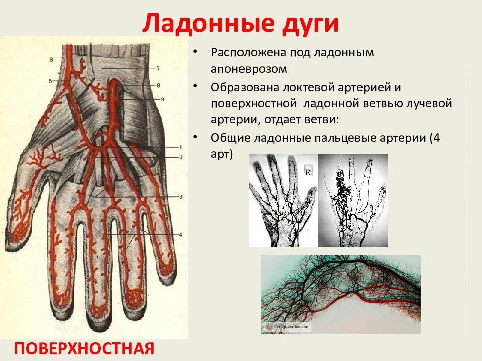 Поверхностная ладонная дуга. Ладонные артериальные дуги проекция. Ладонный апоневроз кисти. Артерии кисти. Артериальные ладонные дуги.