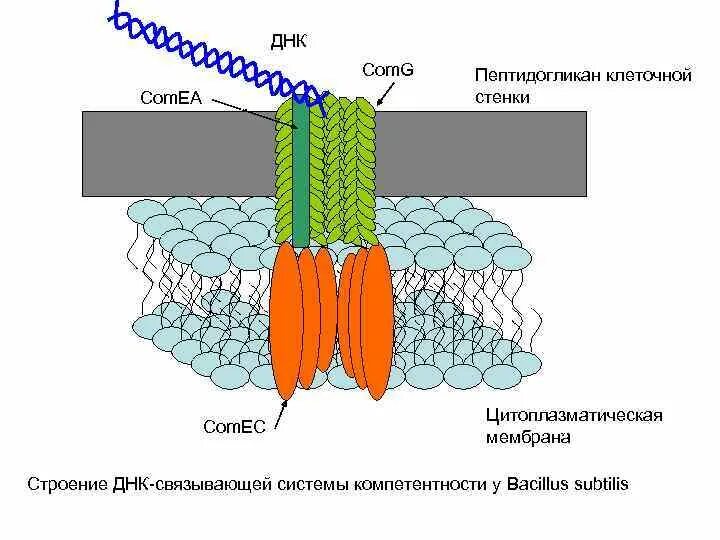 Клеточная стенка состоит из пептидогликана. Функции пептидогликана клеточной стенки. Пептидогликан клеточной стенки. Пептидогликан клеточной стенки бактерий. Пептидогликан структура.