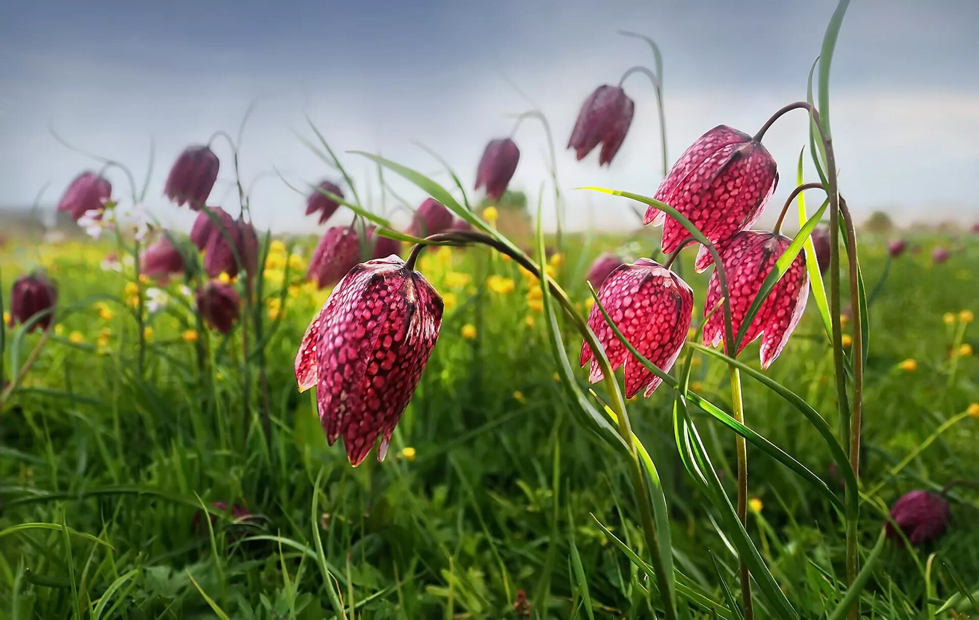 Дикий цветок на русском. Рябчик шахматный. Рябчик шахматный Fritillaria meleagris. Рябчик фритиллярия. Растение рябчик шахматный.