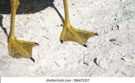 Webbed foot