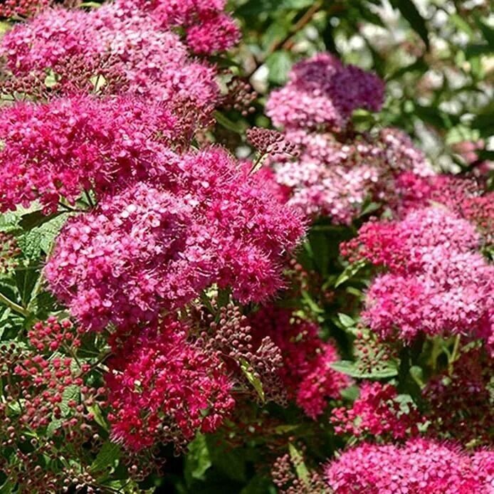 спирея японская 'darts red'. аперея дарц рэт. спирея японская дартс ред (spiraea japonica dart's red). спирея японская дартс ред. спирея японская 'darts red'.