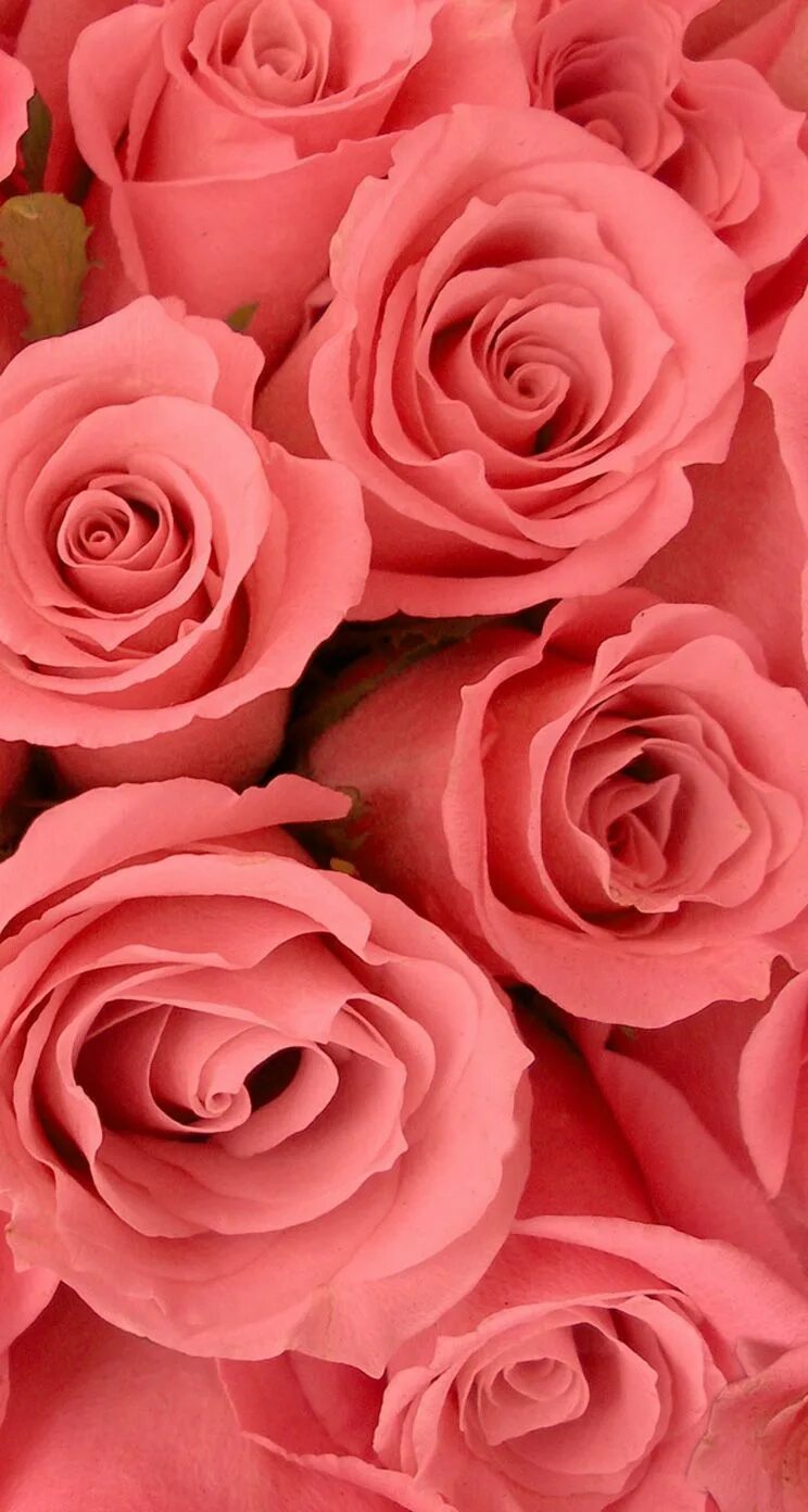 Розовые розы. Ярко розовые цветы. Яркие розы. Коралловые цветы. Розы на телефон вертикальные