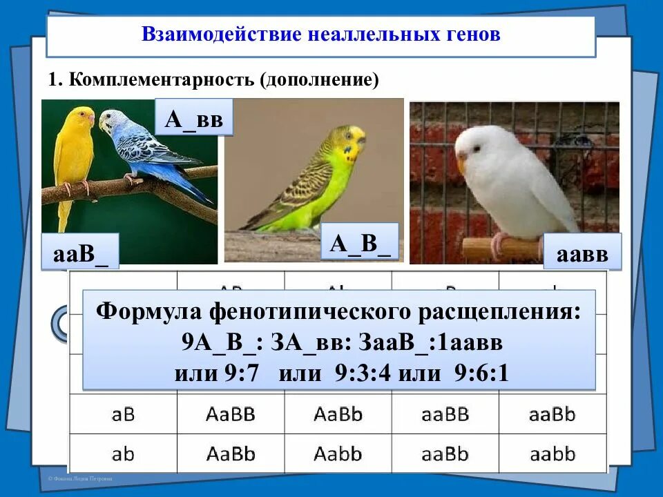 Канарейка ласточкиного окраса. Комплиментарные взаимодействие неаллельных генов. Мутации диких птиц с канарейками. У канареек ген зеленого оперения. У канареек ген зеленого оперения.