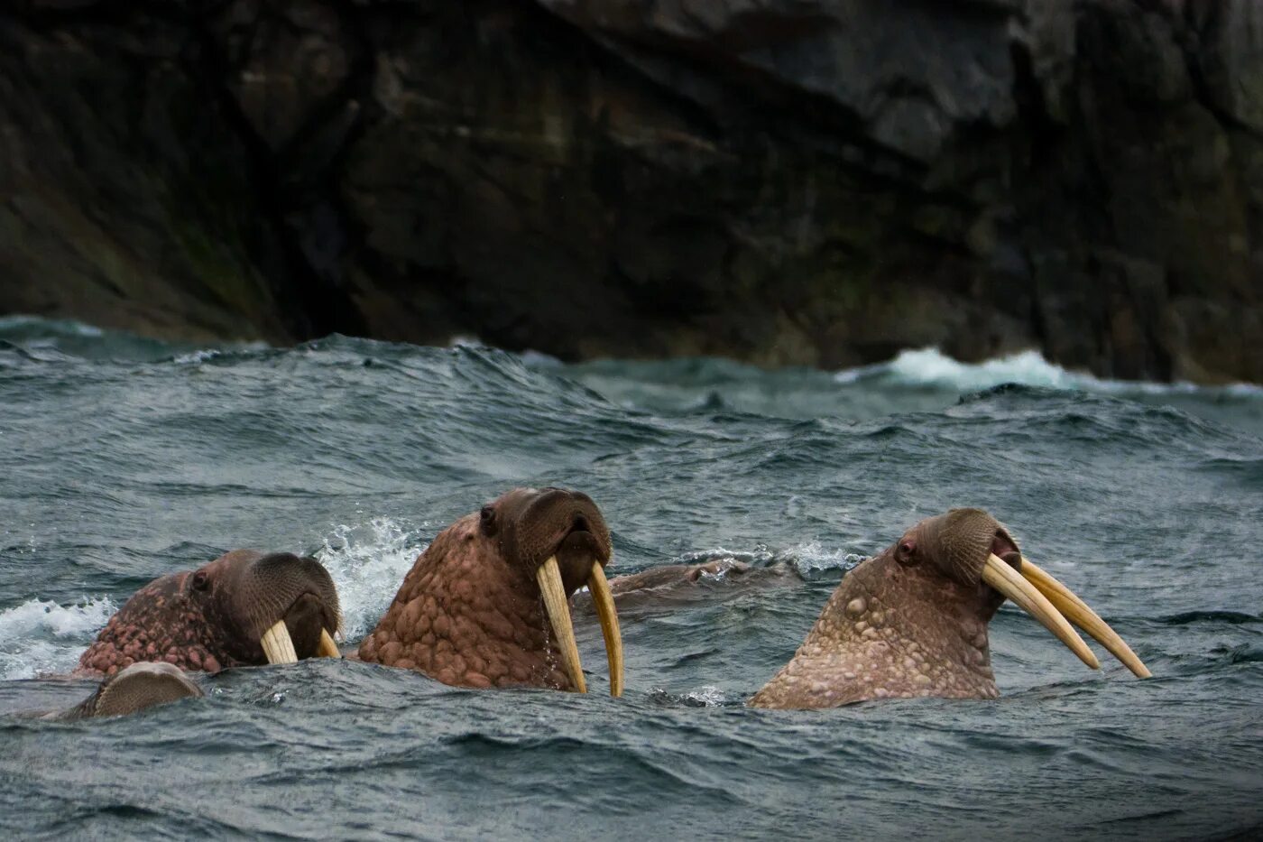 Животные охотского моря. Нерпа сахалинская. Шантарские острова охотское море. Животные охотского моря. Шантарские острова животные.