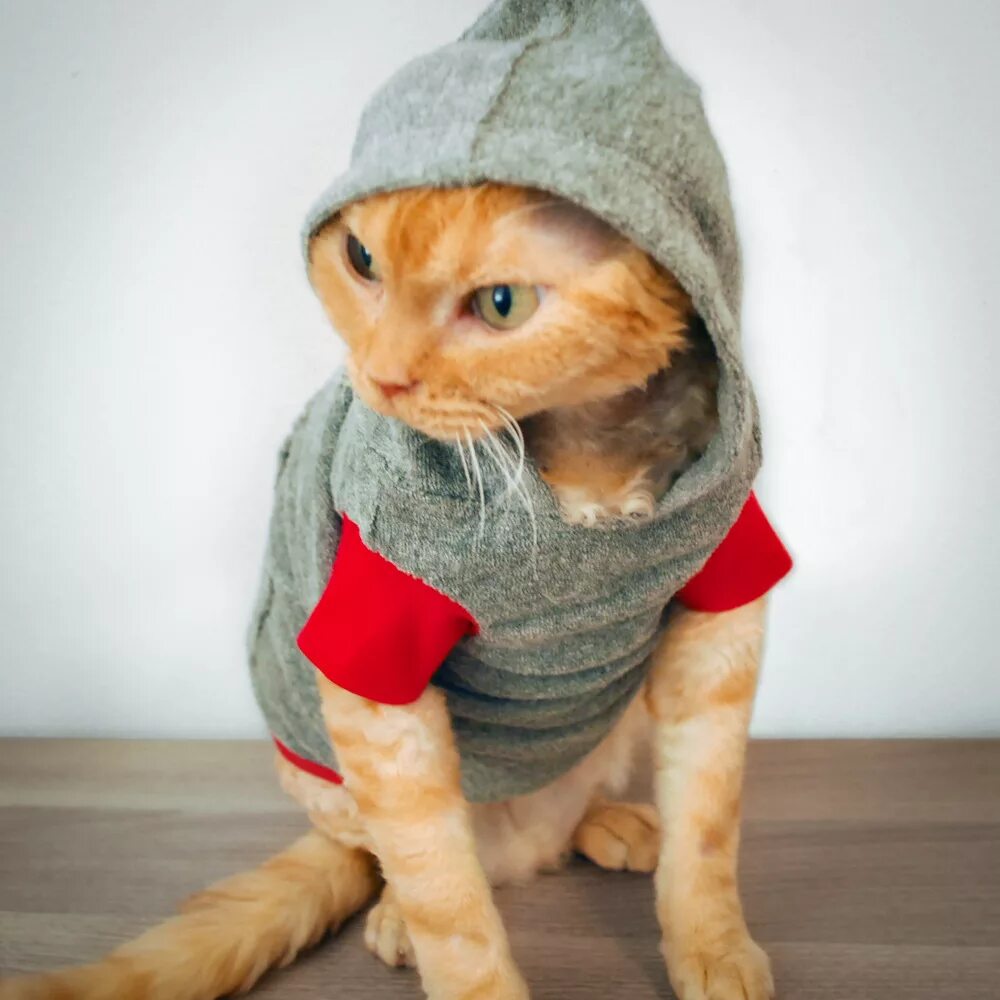 Кот в кофте. Одежда для кошек. Кот в одежде. Котики с одеждой. Смешная одежда для кошек.