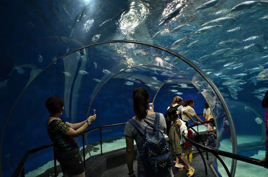 Океанариум шанхай. Шанхай океанариум. Океанариум в Шанхае, Китай. Океанический аквариум в Шанхае. Подводный эскалатор в Шанхайском океанариуме.