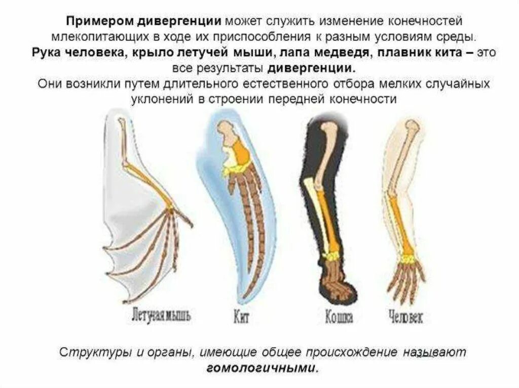 Гомологичные органы крыло птицы и ласты кита. Дивергенция конечностей млекопитающих. Дивергенция примеры. Гомологичные органы примеры. Примеры дивергенции в биологии.