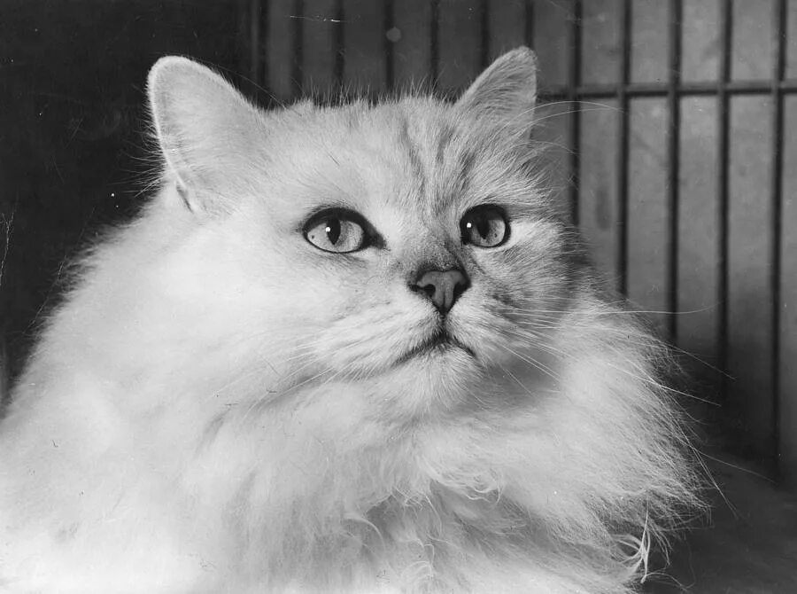 персидская шиншилла кошка. ангорская шиншилла кошка. шотландская персидская шиншилла. ангорская шиншилла кошка. персидская серебристая шиншилла.