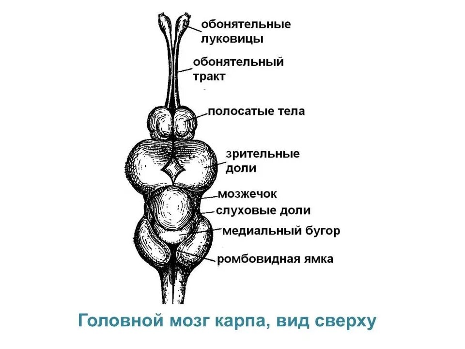 Какую функцию выполняет головной мозг у окуня. Головной мозг костистой рыбы. схема строения головного мозга костистых рыб. головной мозг окуня схема. строение головного мозга окуня.