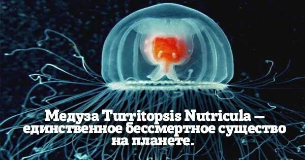 Какое существо бессмертно