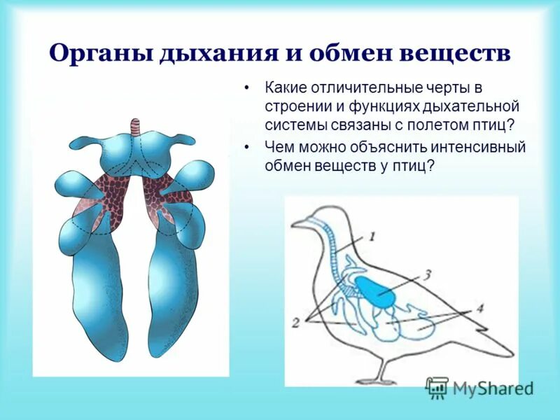 Легкие имеющие воздушные мешки