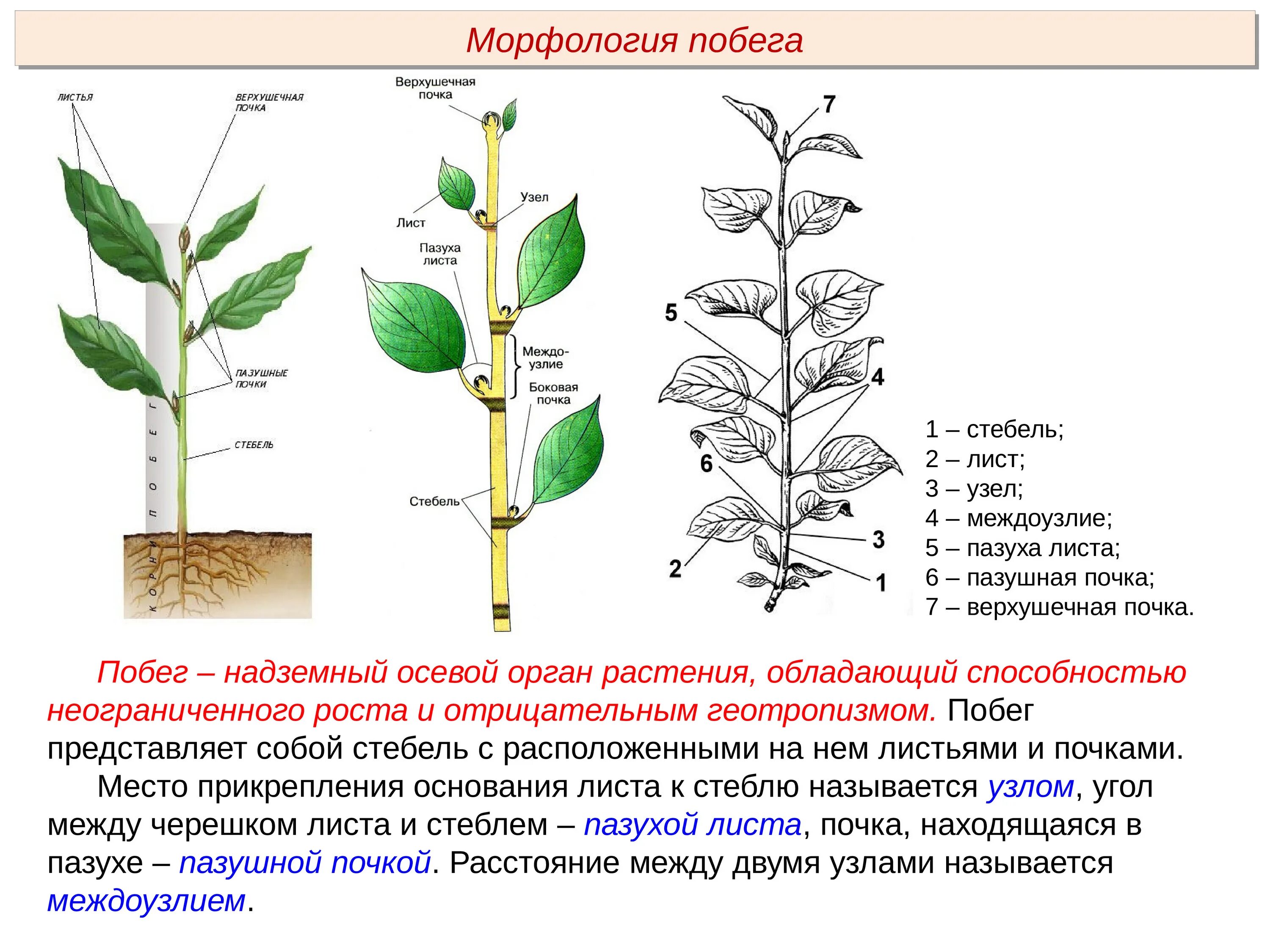 Какую функцию выполняет пазушная почка. Побег. Морфология побега.. Строение побега древесного растения. Морфологическое строение побега ольхи. Стебель ПАЗУШНАЯ почка пазуха листа.