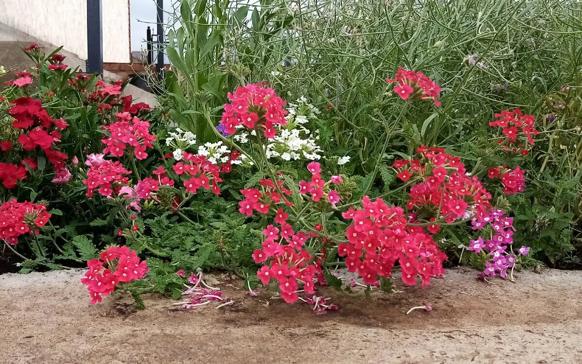 Вербена бонарская рассада. Как правильно посадить вербену. Посадка вербены семенами на рассаду. Вербена ампельная обсешн каскад скарлет. Вербена сеянцы.