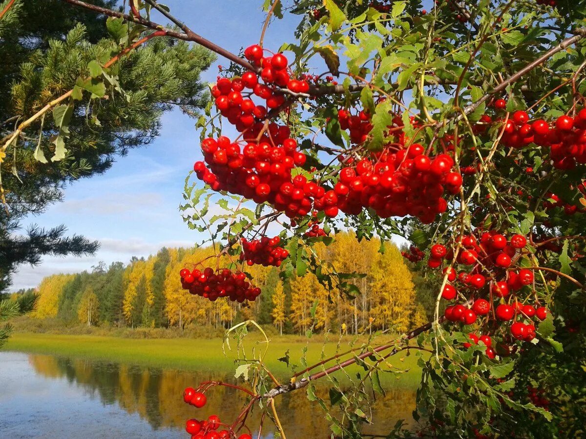 Песня калина рябина. Капина красная рябина красная. Осенняя рябина. Осенний пейзаж с рябиной. Пейзаж с рябиной.