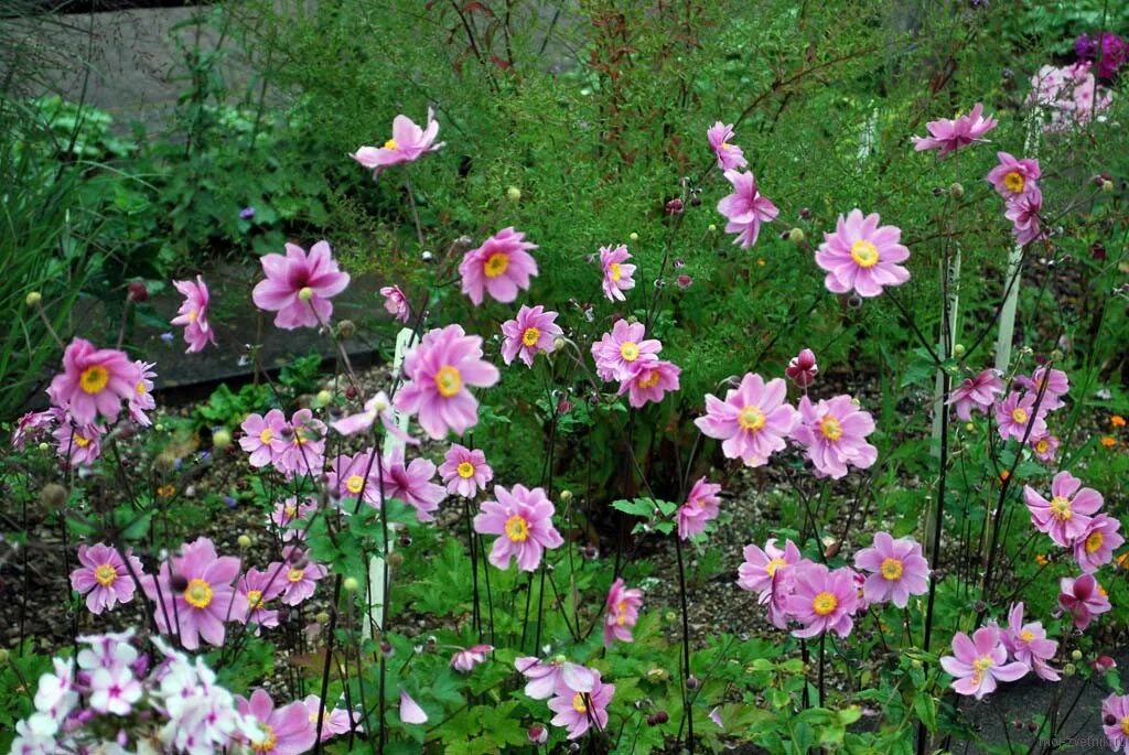 Анемона японская Памина. Анемона японская осенняя. Анемона японская (Anemone japonica). Анемона кустарниковая. Анемона цветок многолетник