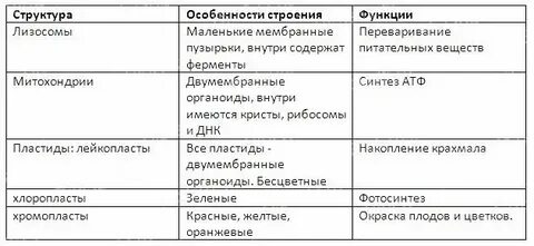 Строение лизосомы кратко таблица