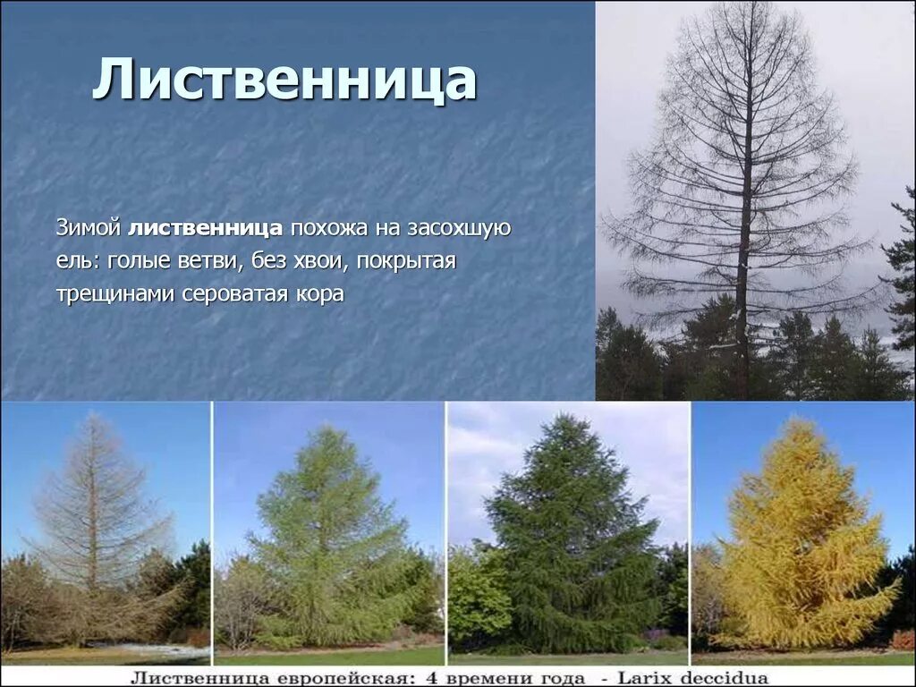 Дерево с душой ПРО ДВИЖЕНИЕ Дзен