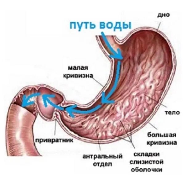 Вода из желудка уходит