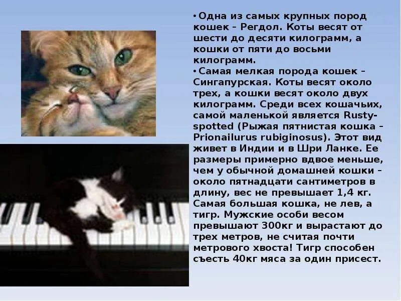 Музыка про кошек. Кошка без породная слова. Рассказ кошка без породная. Самая маленькая по размеру порода кошек презентация. Песня про кошку.