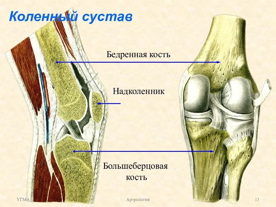 Медиальные мыщелки коленного. Мыщелок коленного сустава большеберцовой кости. Суставы большеберцовой кости кости. Коленный сустав анатомия строение кости. Анатомия большеберцовой кости коленного сустава.
