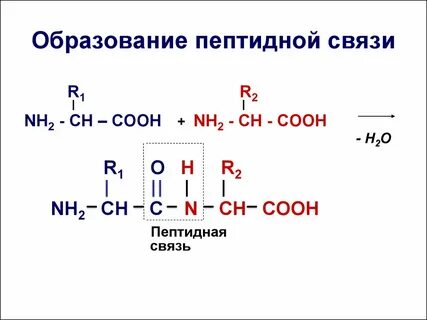 Процесс образования пептида