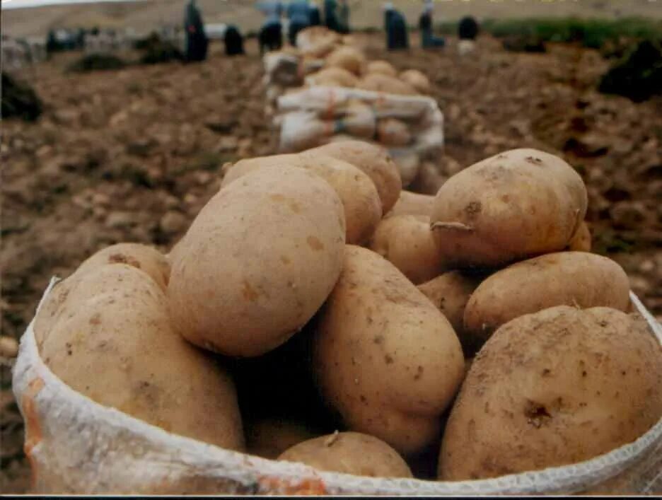 Turkey potato. Турецкая картошка. Картошка в Турции. Урожай картофеля по турецким. Картофель сорта Агрия.